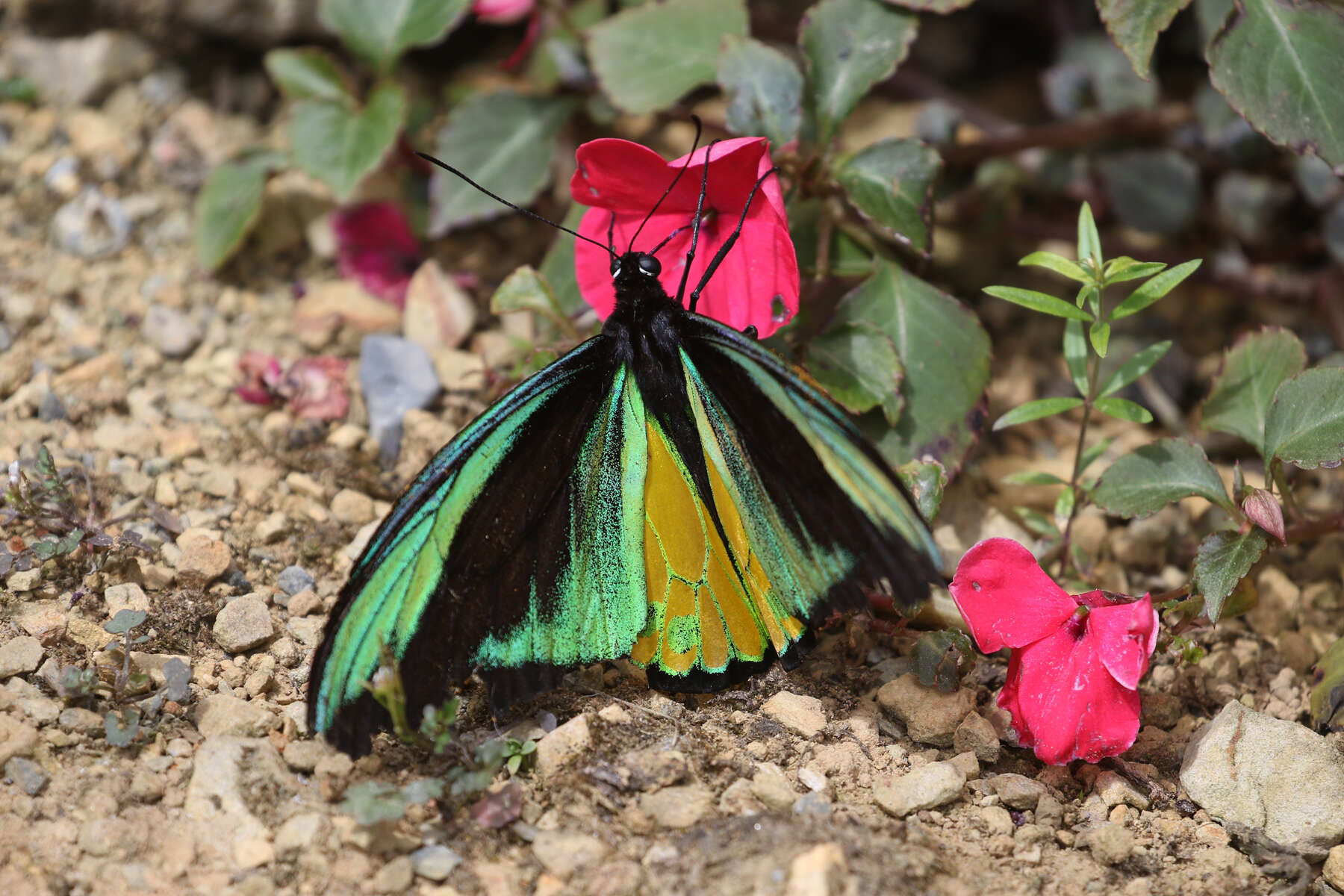 Слика од Ornithoptera goliath Oberthür 1888