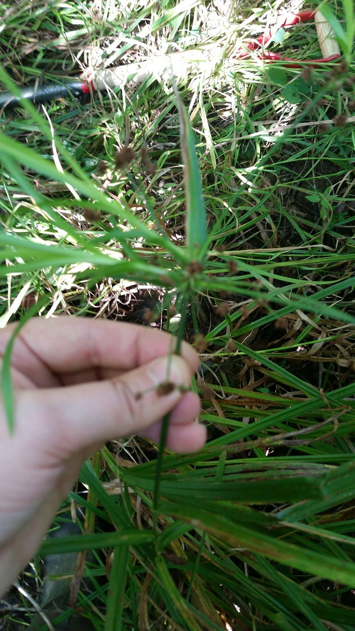 Image of Leafy Bulrush