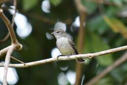 Image of Amazonian Scrub Flycatcher