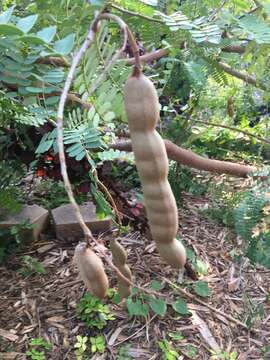 Image of tamarind