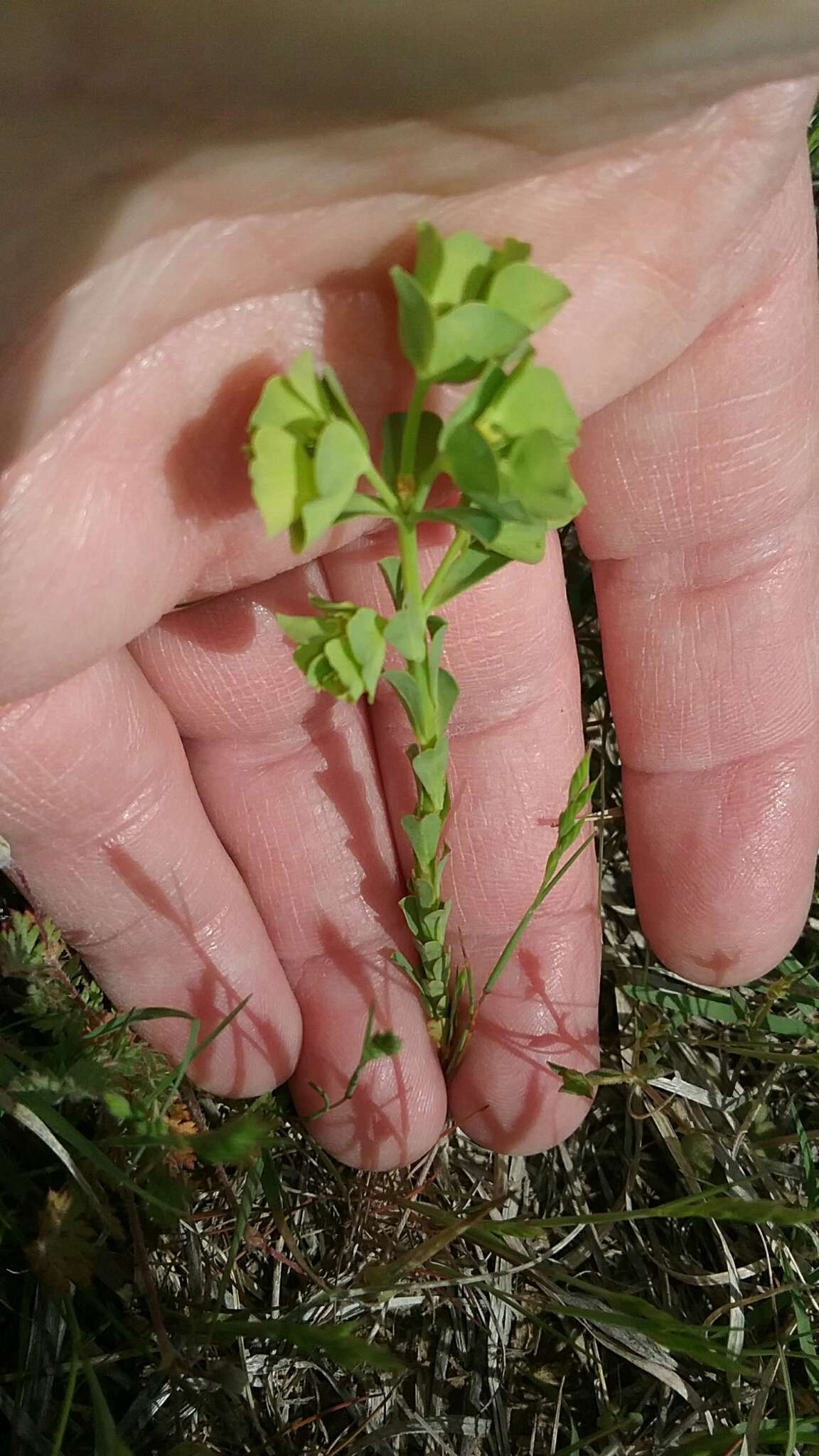 Image of wedgeleaf spurge