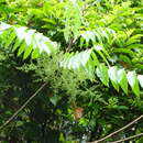 Image de Toxicodendron sylvestre (Siebold & Zucc.) Kuntze