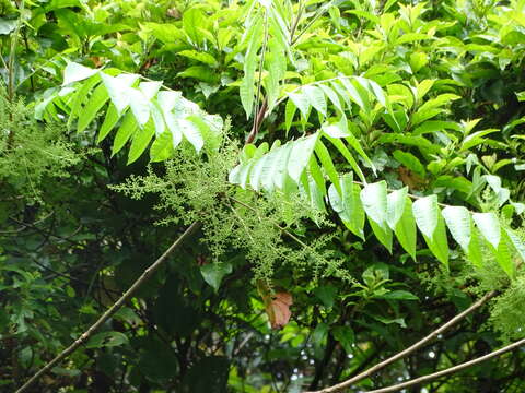 Image de Toxicodendron sylvestre (Siebold & Zucc.) Kuntze