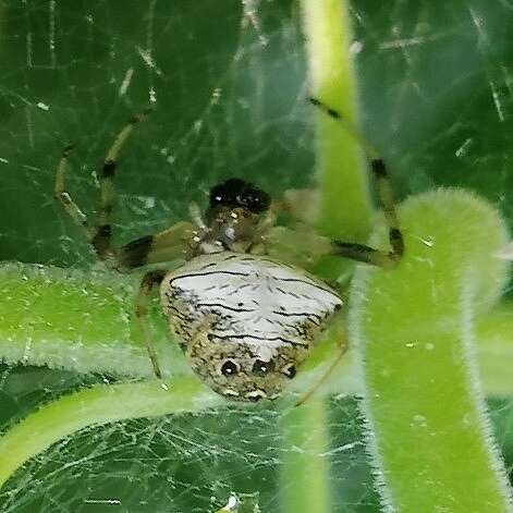 Image of Verrucosa coroico Lise, Kesster & Silva 2015