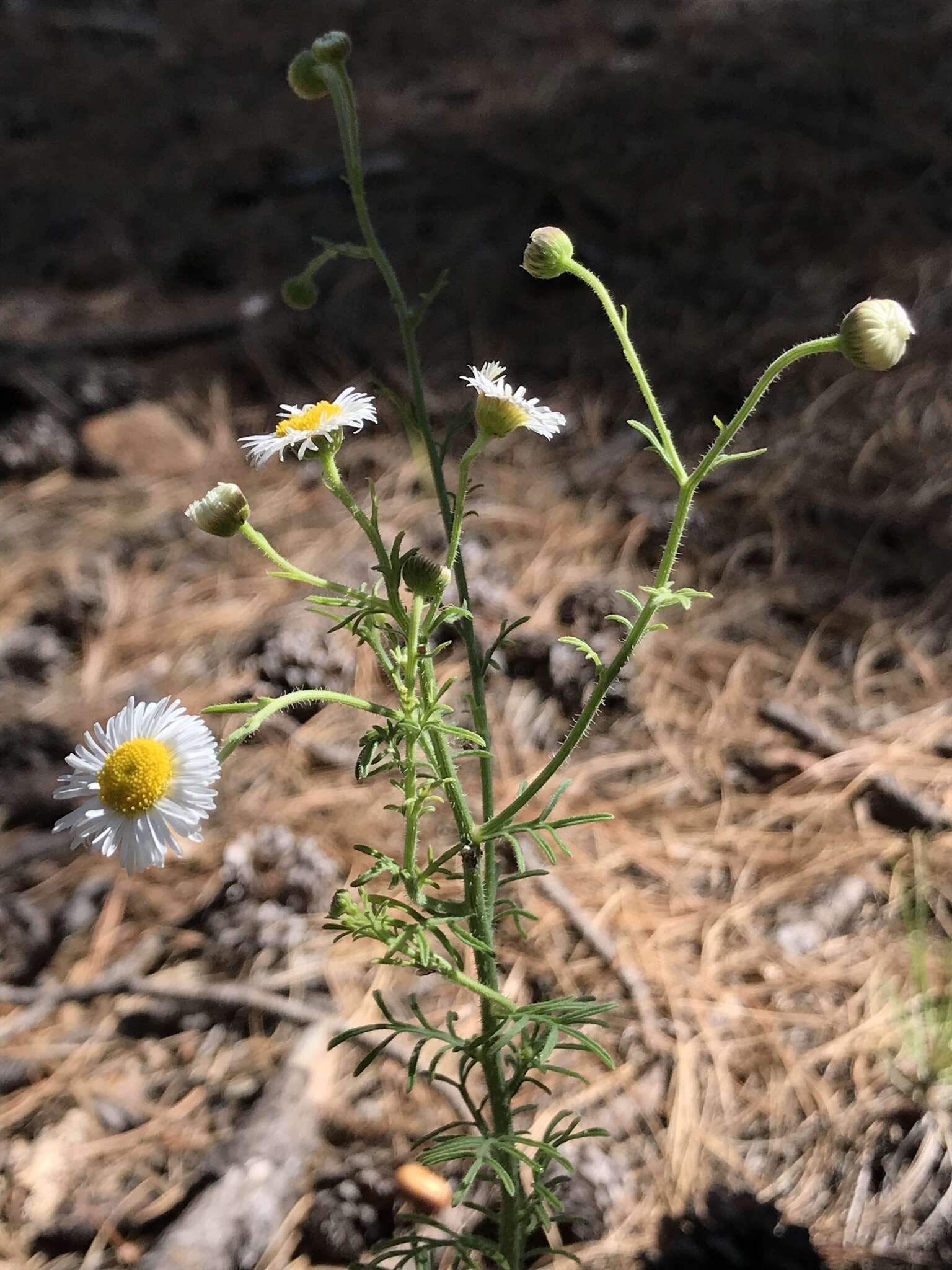 Слика од Erigeron neomexicanus A. Gray