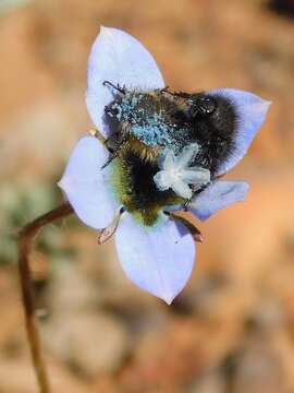 Image of Wahlenbergia capensis (L.) A. DC.