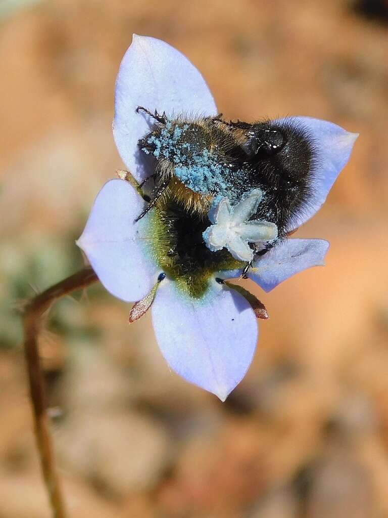 Image of Wahlenbergia capensis (L.) A. DC.