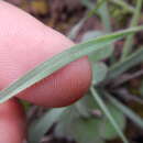 Image of Moraea amabilis Diels