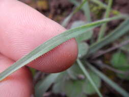 Image of Moraea amabilis Diels