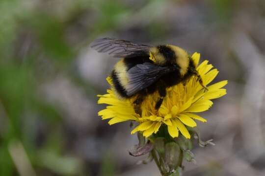 Image of <i>Bombus mckayi</i> Ashmead