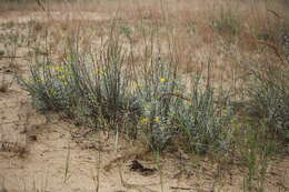 Image of Cytisus borysthenicus Gruner