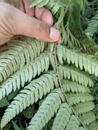 Image de Dryopteris setosa (Thunb. ex Murr.) Akasawa