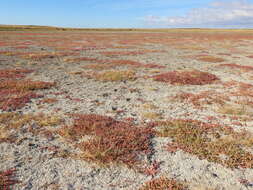 Image of Salicornia magellanica Phil.