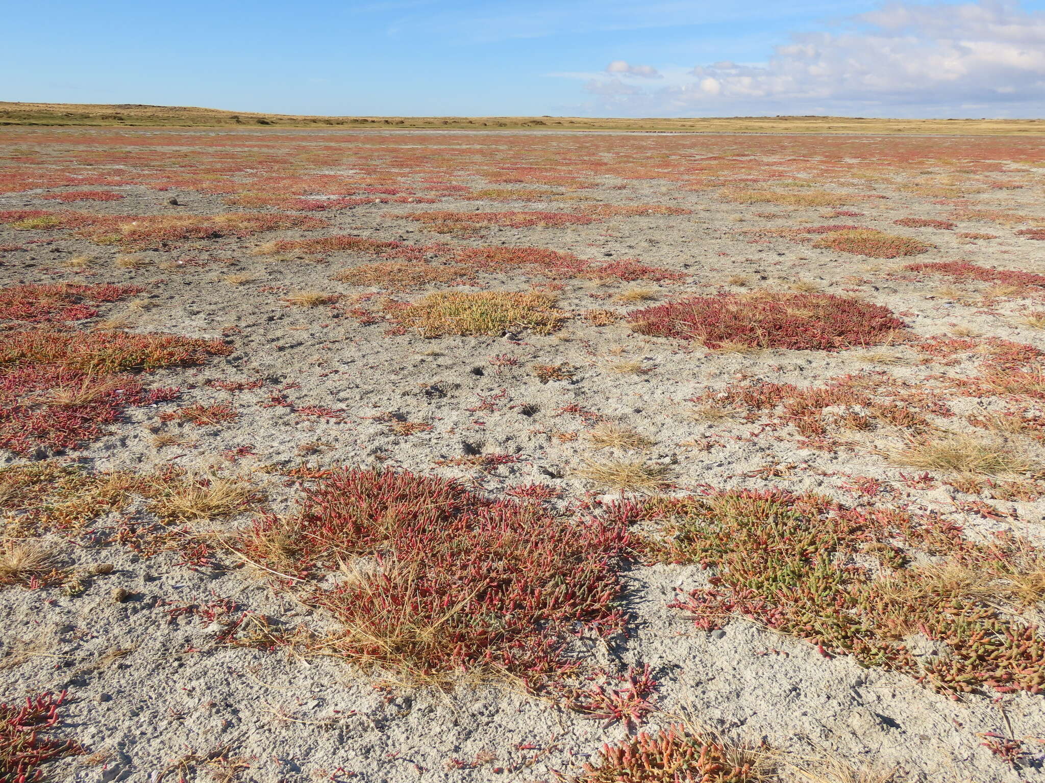 Image of Salicornia magellanica Phil.