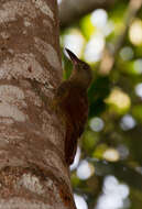 Image of Uniform Woodcreeper