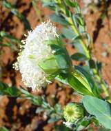 Image of Pimelea holroydii F. Müll.