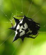 Image of Gasteracantha theisi Guérin 1838