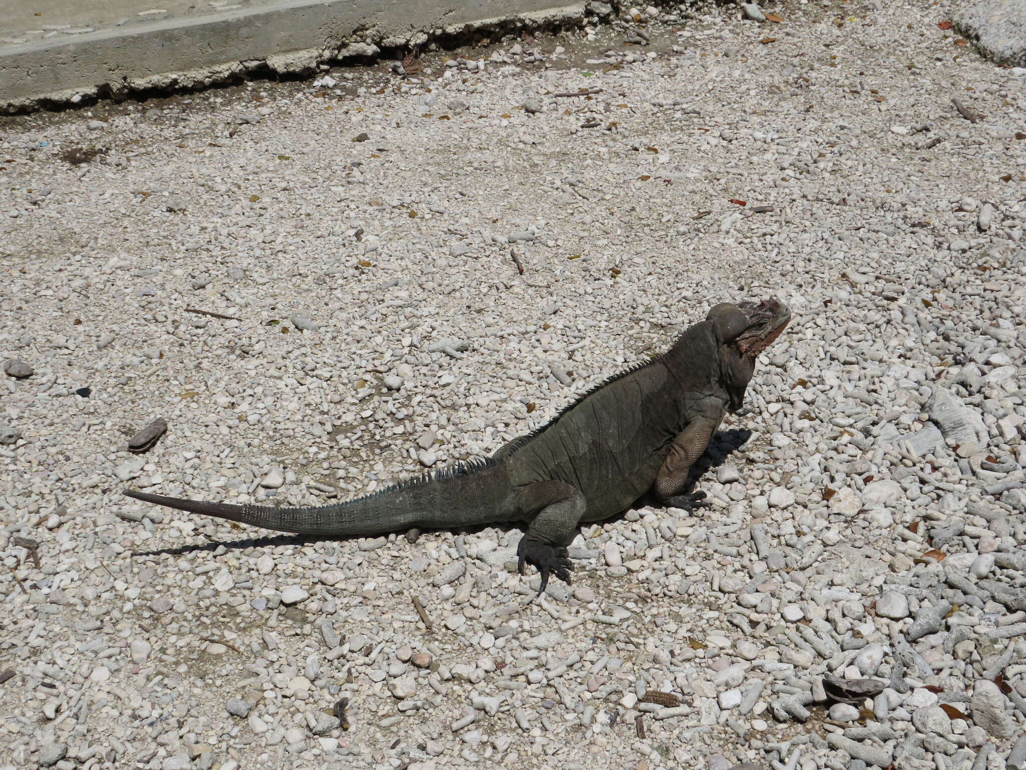 Image of Hispaniolan rhinoceros iguana