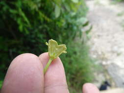 Image of Matelea crassifolia (Standl.) R. E. Woodson