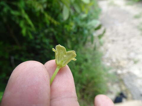 Image de Matelea crassifolia (Standl.) R. E. Woodson