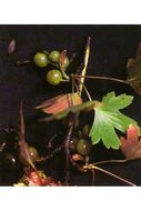 Image of whitestem gooseberry