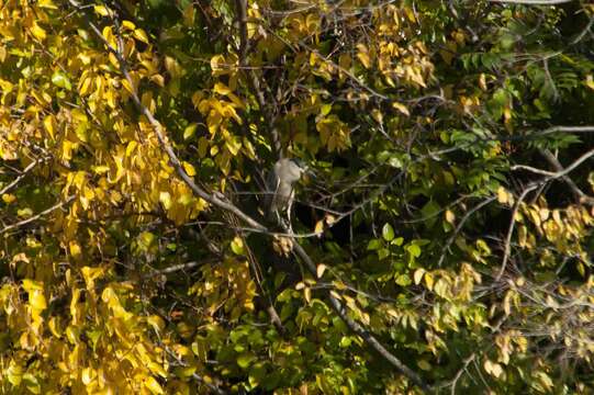 Image of Night Herons