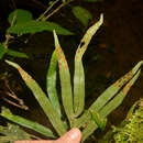 Image of Pleopeltis pleopeltifolia (Raddi) Alston