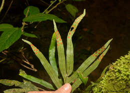 Image de Pleopeltis pleopeltifolia (Raddi) Alston