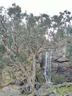 Image of Blakely's Red Gum