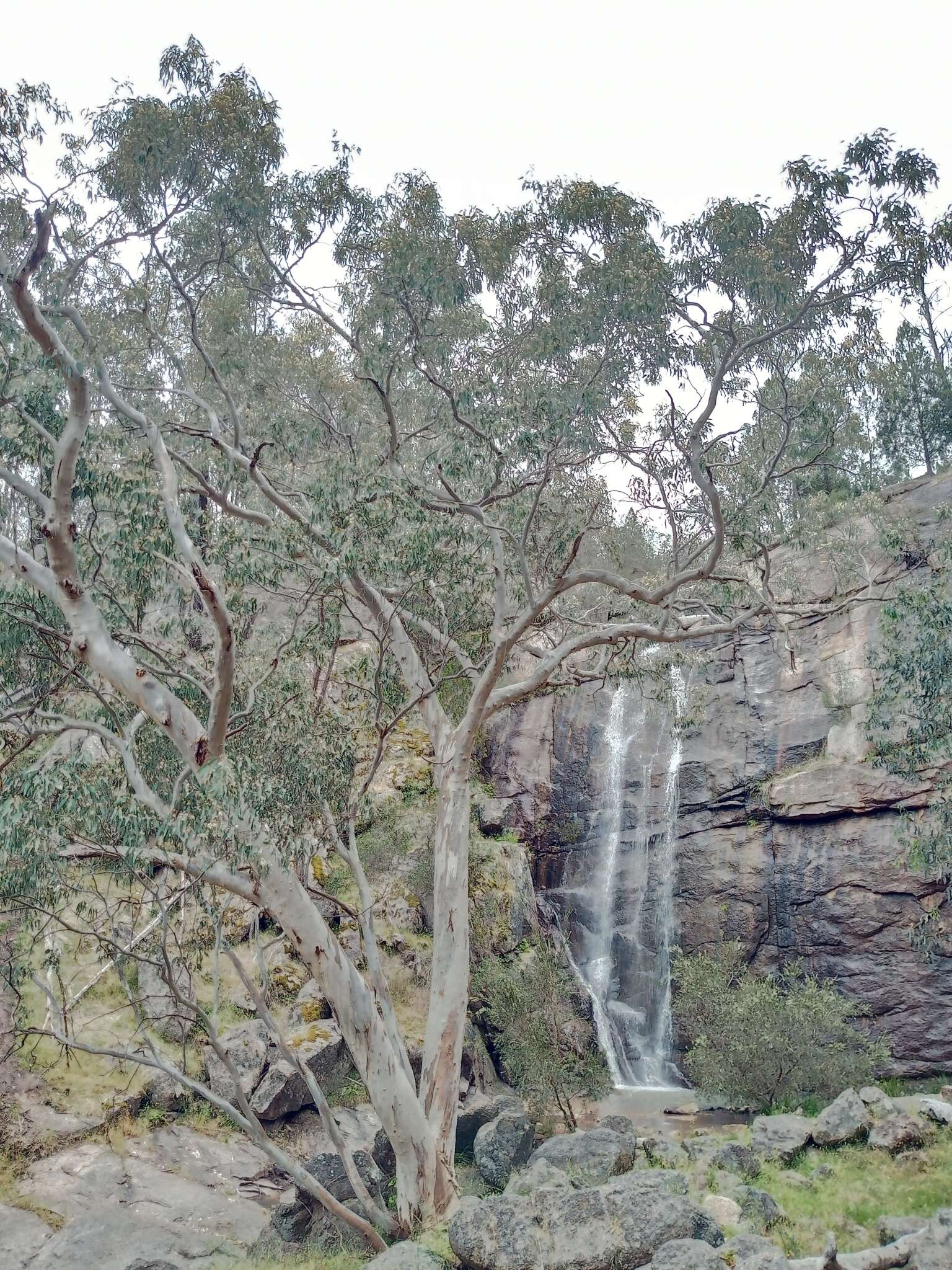 Image of Blakely's Red Gum