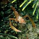 Image of Odontozona crinoidicola Saito & Fujita 2009