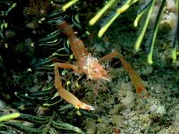 Image of Odontozona crinoidicola Saito & Fujita 2009