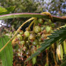 Image of Cuscuta lupuliformis Krock.