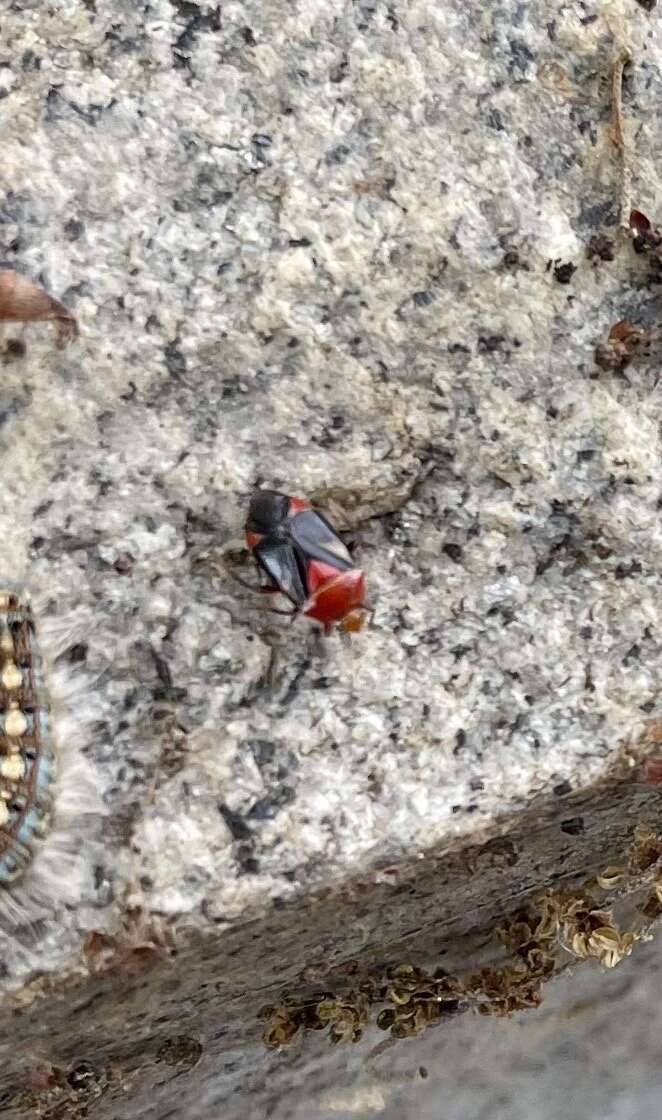 Sivun Neocapsus cuneatus Distant 1893 kuva