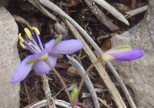 Image of Heliophila subulata Burch. ex DC.