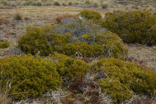 Image of Bog Pine