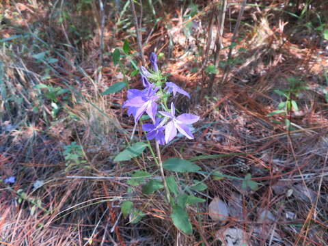 Lobelia rogersii Bowden resmi