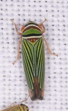 Image of Tylozygus fasciatus (Walker & F. 1851)