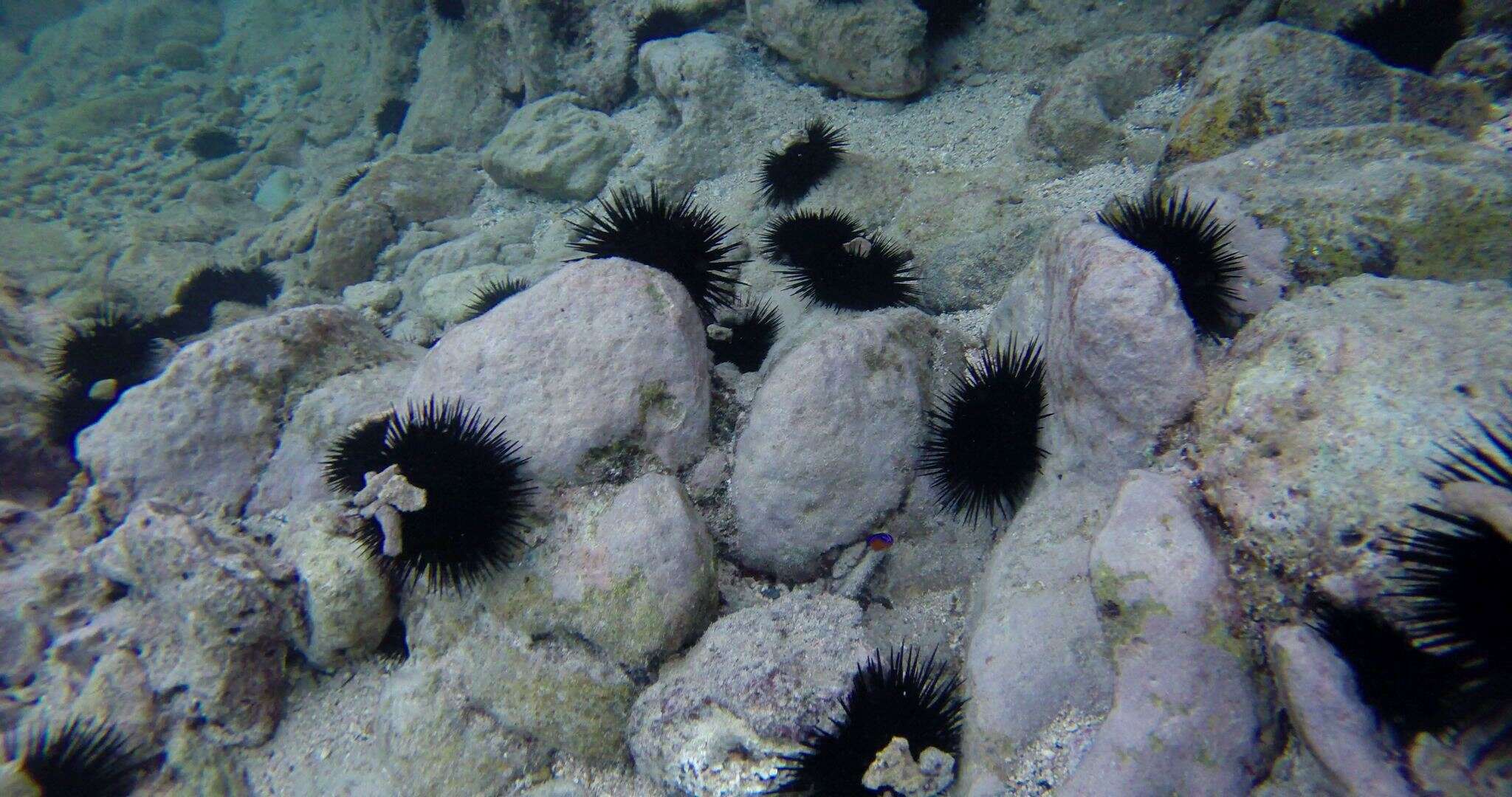 Plancia ëd Pseudochromis aldabraensis Bauchot-Boutin 1958