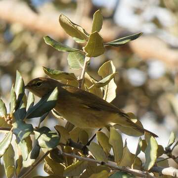 Image of Common Chiffchaff