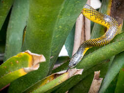 Image of Military ground snake