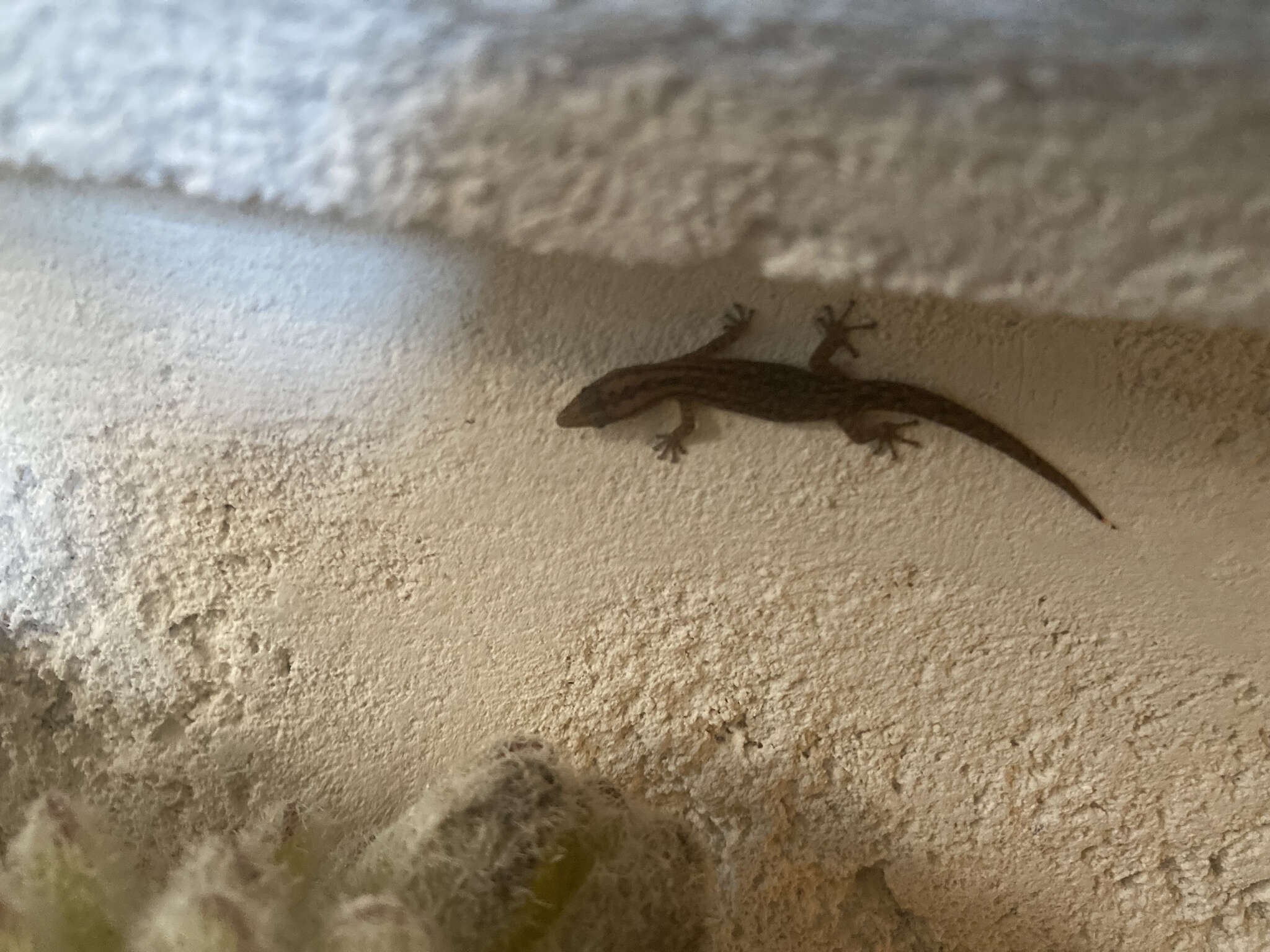 Image of Caicos Least Gecko