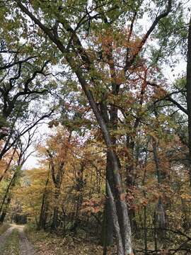 Image of hybrid oak