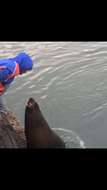 Image of Cape fur seal