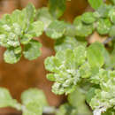 Image de Teucrium socotranum Vierh.