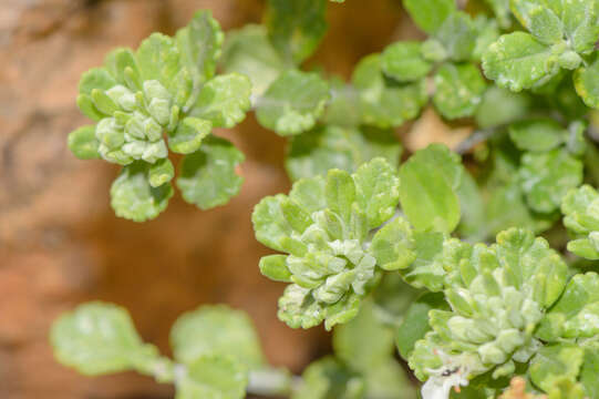 Image de Teucrium socotranum Vierh.