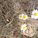 Image of Helianthemum almeriense Pau