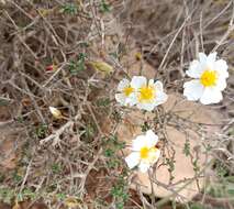 Image of Helianthemum almeriense Pau