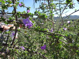 Image of Citharexylum flabellifolium S. Watson