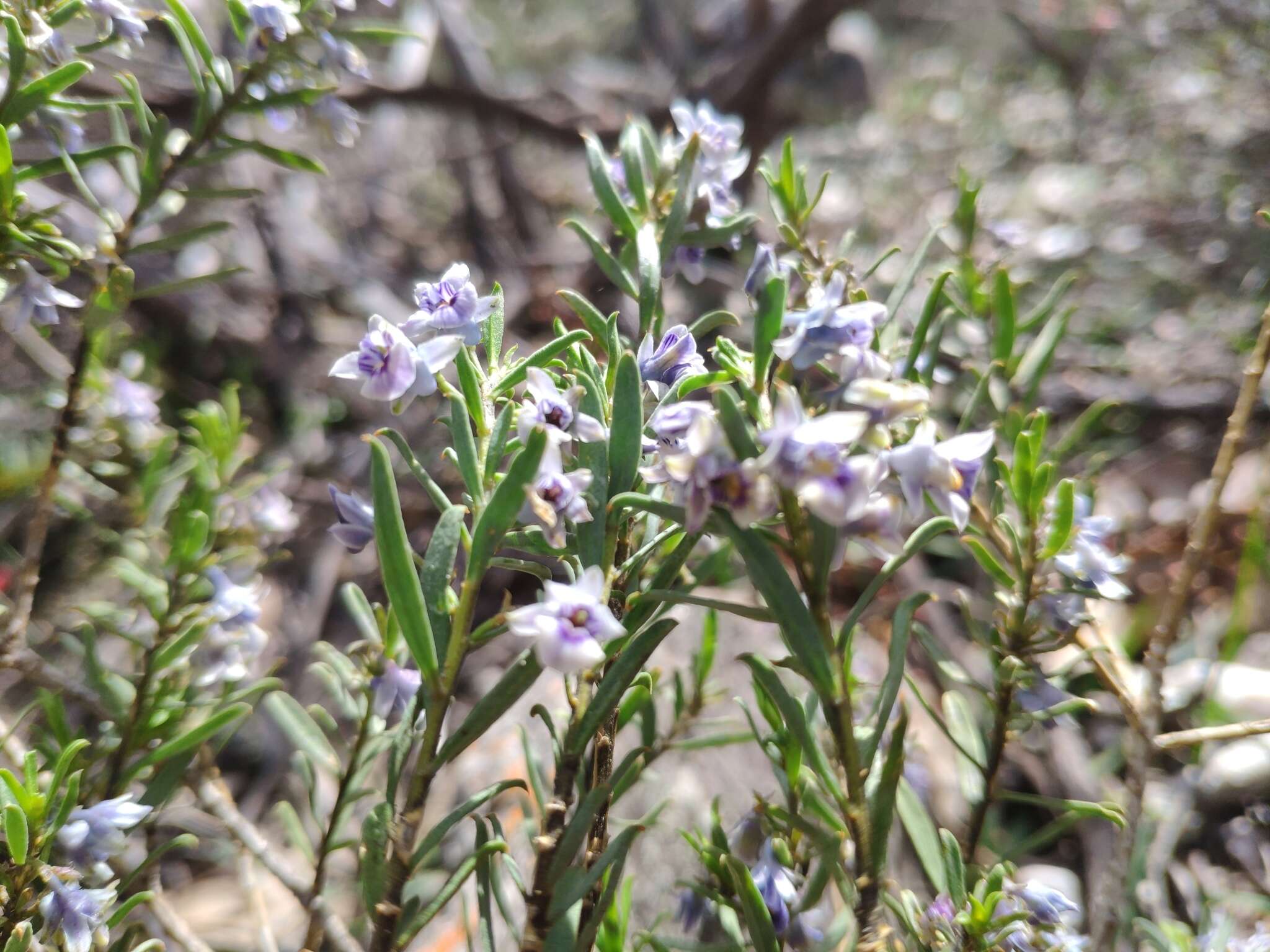 Image de Pigea floribunda (Lindl.) Lindl.